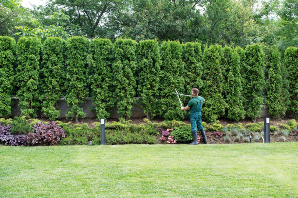 Best Root Management and Removal  in Garden Grove, CA