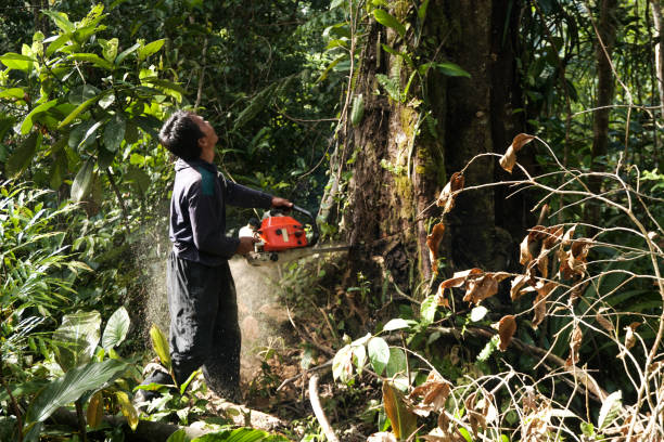 Trusted Garden Grove, CA Tree Removal Experts